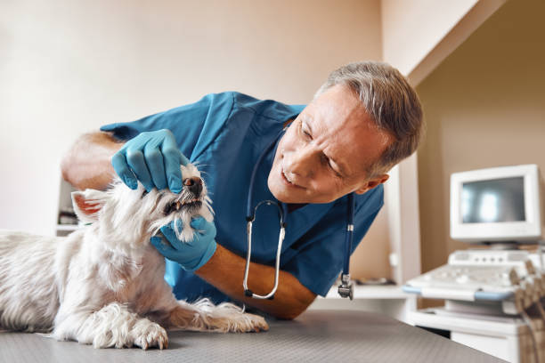 Best Affordable Emergency Dental Care  in Harrison, MI